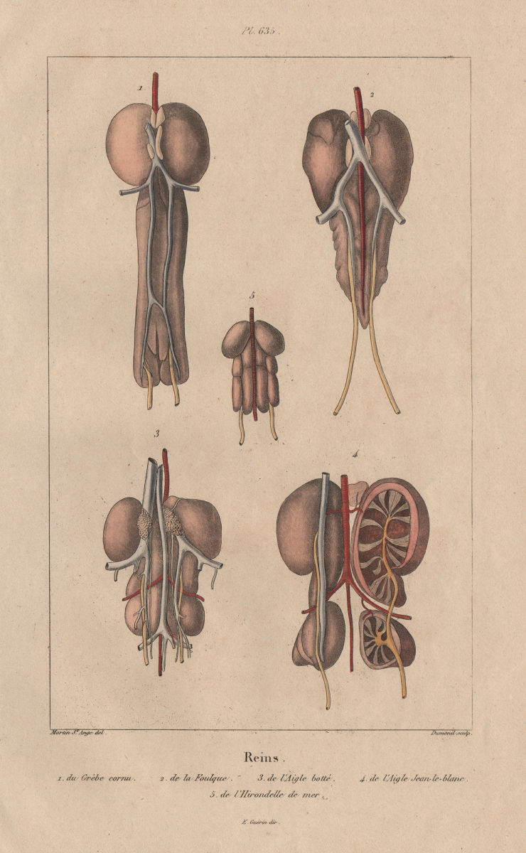 BIRD KIDNEYS. Grebe. Coot. Booted/Short-toed Snake Eagle. Swallow 1833 print